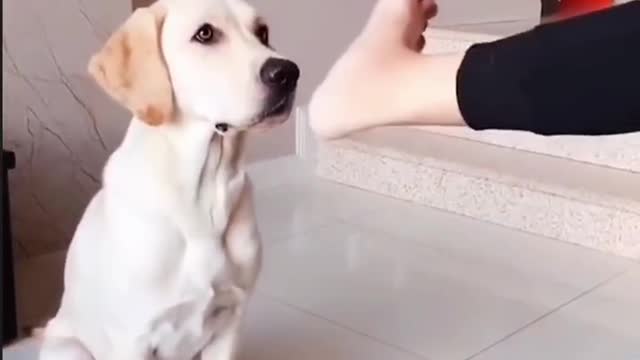 Beauty's feet smell