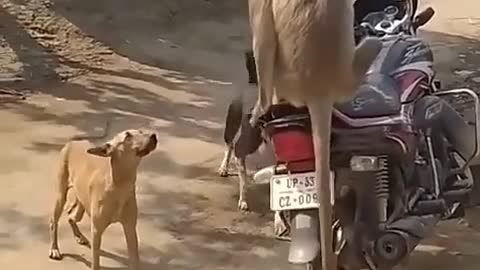 Monkey and dog funny video