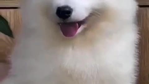 A lovely white dog