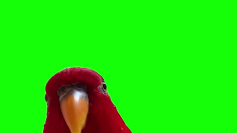 red bird green screen