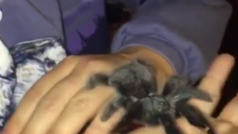 Collab copyright protection - girls admire walking tarantula