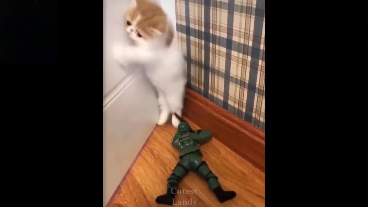 toy soldier attacks cute kitten