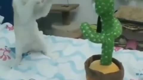 Amazing cat with amazing talent