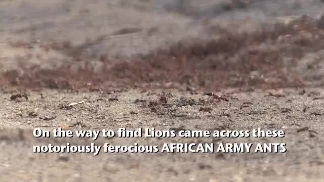 AFRICAN ARMY ANTS ATTACK!_Cut.mp4