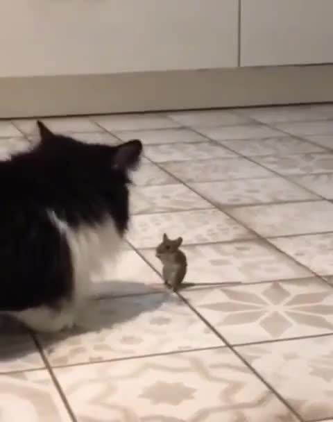Mouse wanne be cats best friend