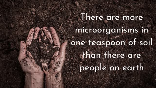 Surprising Things You Didn't Know About Your Garden