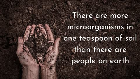 Surprising Things You Didn't Know About Your Garden