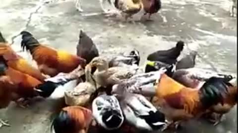 Chicken Vs Dog Fight. Funny Dog Videos 2020