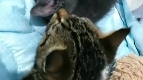Cat chat cat 🐈