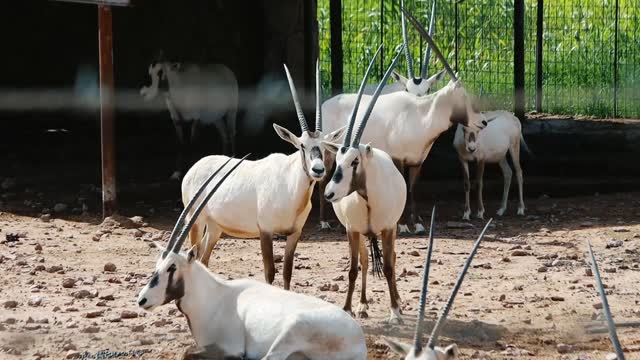Animal World.3