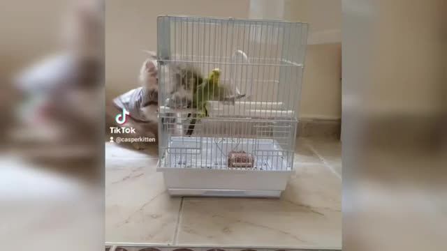 Tiktok animals funny