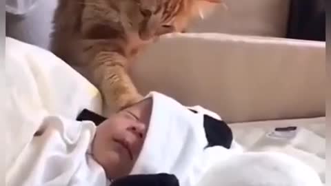 This cat love this baby ❤️❤️❤️🐅