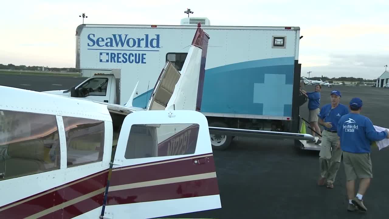 24 Sea Turtles Receive Life-saving Flight to SeaWorld.