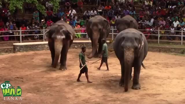 See Elephants dancing at Dehiwala National Zoo