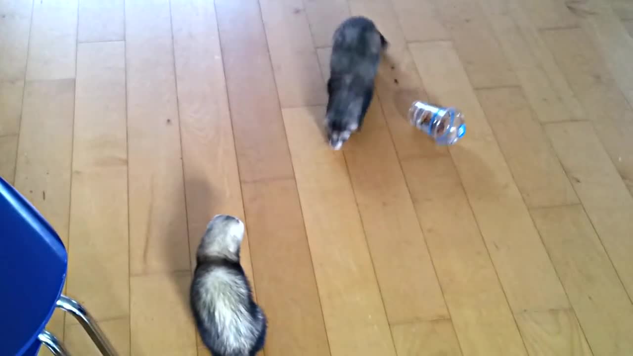 Ferret Fun