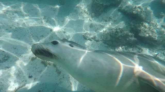 Sea Lions Playing With Divers