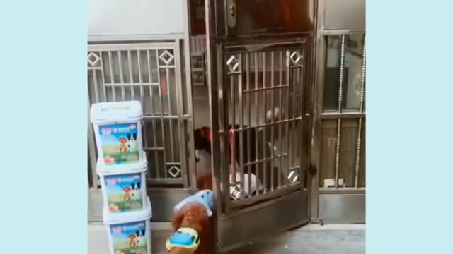 Funny animal video