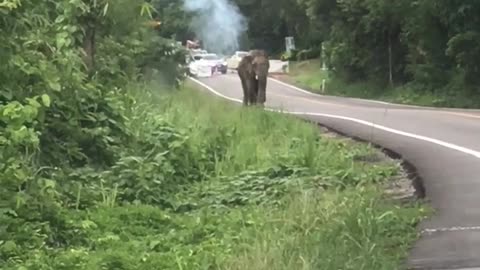 Elephant Intimidates Cars