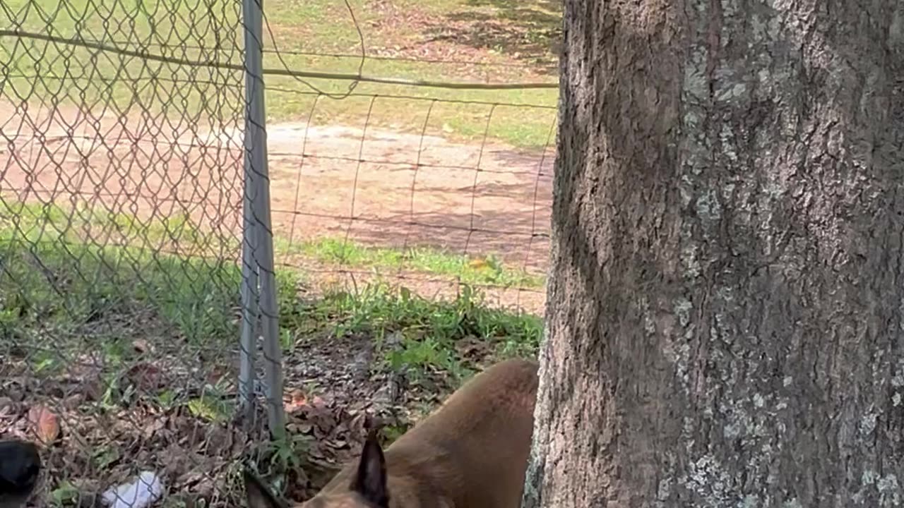 Abused rescue dog learns new trick. She so proud of herself!!🐕