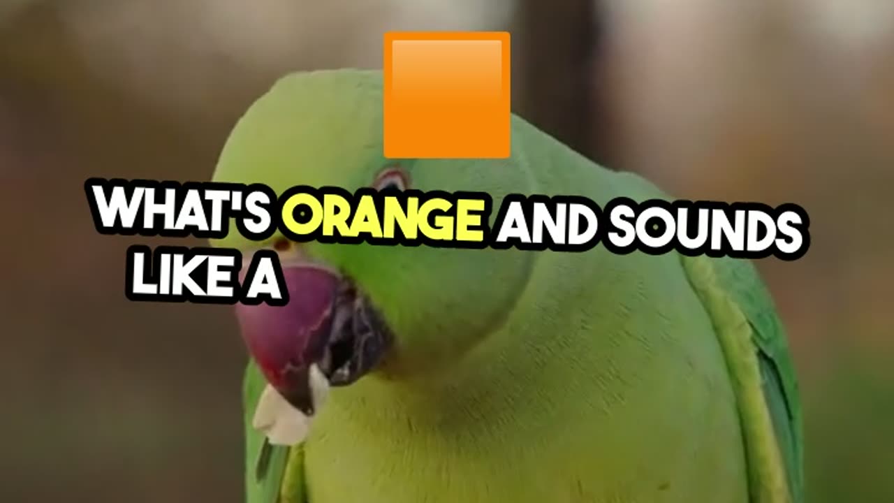 Orange Parrot