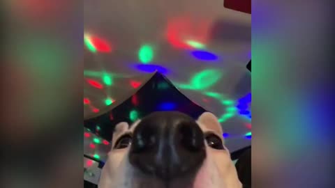 Dog Dancing to Music on TikTok Video