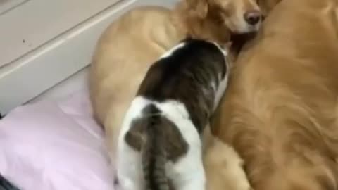 Cat seeks a place to sleep together