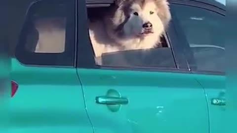 adorable tiktok dogs