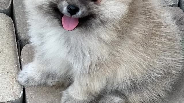 Cream Sable Pomeranian Puppy