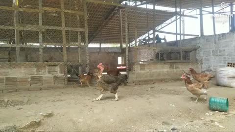 daily handling of the free-range chicken