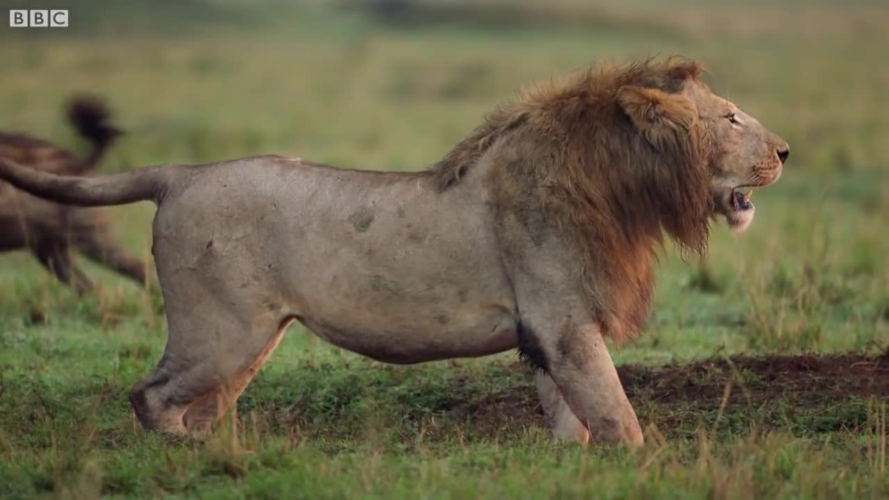 «Lion Trapped by Clan of Hyenas | Dynasties | BBC Earth»