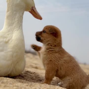 funny dog|dogs|funny dog videos|cute animals|funny animals|#cutedogs|#shorts