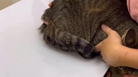 Cat getting an injection in the butt