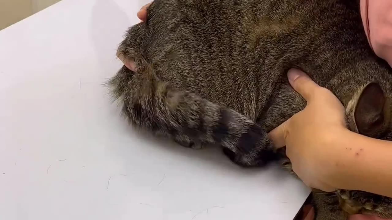 Cat getting an injection in the butt
