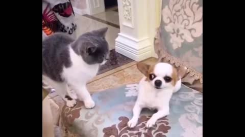 Funniest Dogs And Cats - Best Of The 2022 Funny Animal Videos #7