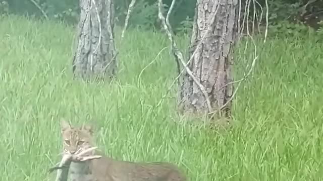 Backyard Battle Between Bobcat and Baby Gator