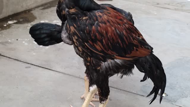 Pakistani Aseel Cock Rooster 2021