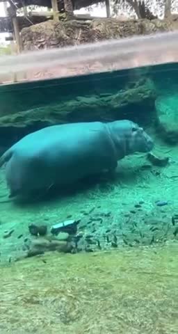 graceful hippo under water