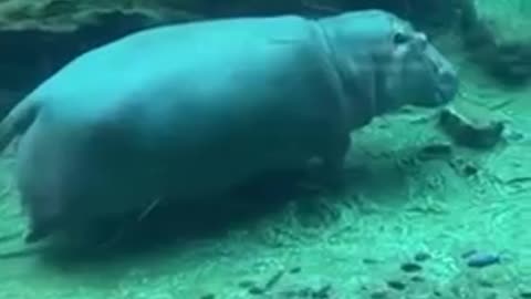 graceful hippo under water