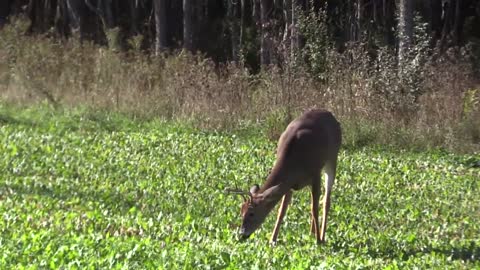 Michigan Whitetail Pursuit S7.2 "Grandpa Gets it Done!"