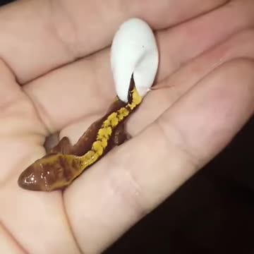 Crested gecko hatched in my hand