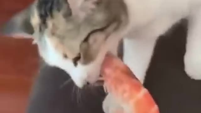 Normal cat vs my cat