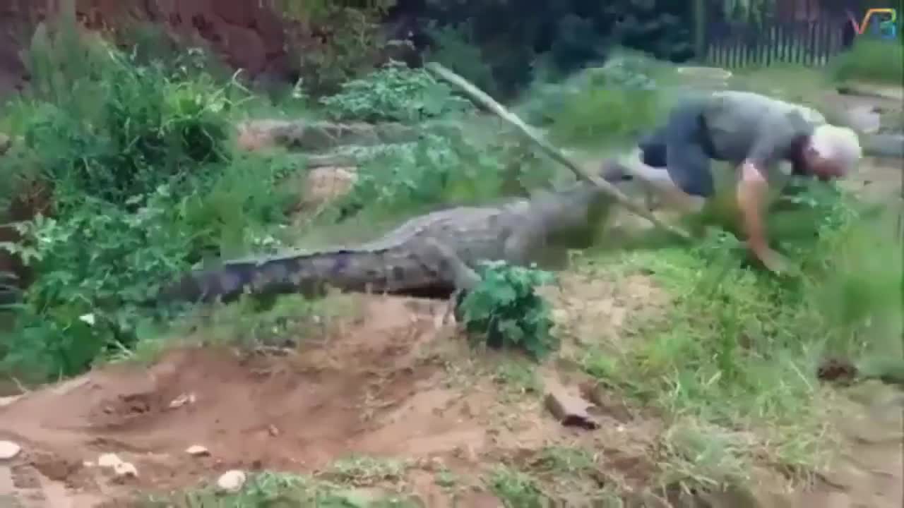 Funniest animals crazy