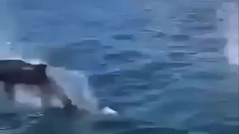 Dolphin fish jumping out of the water in the open sea