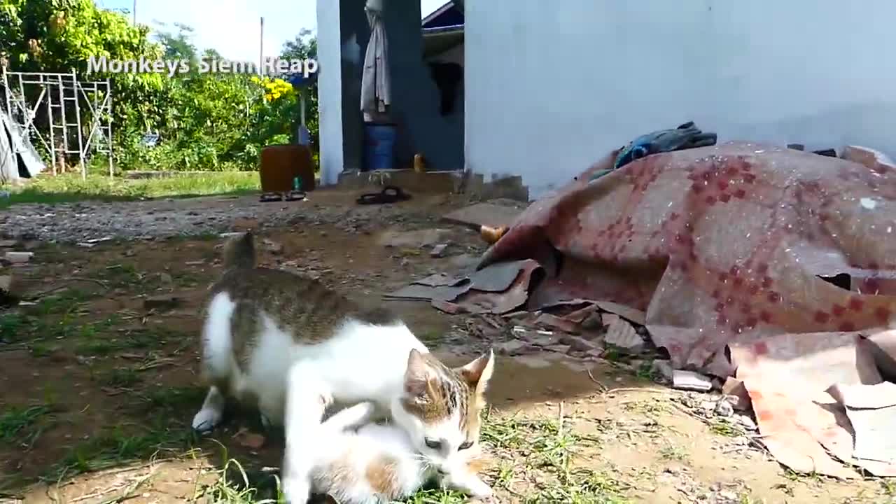 mommy cat carrying puppies proof of love and affection