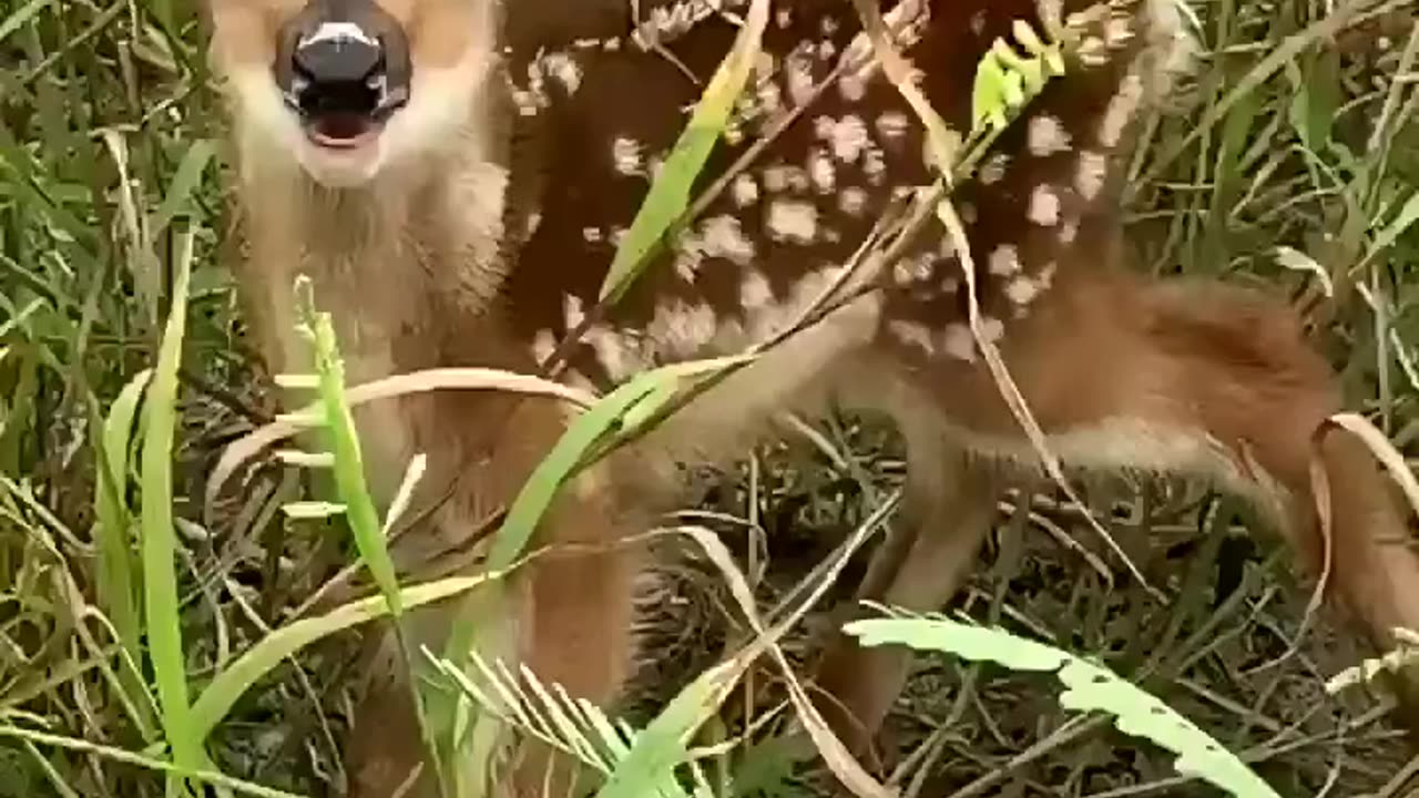 Real sound of baby deer