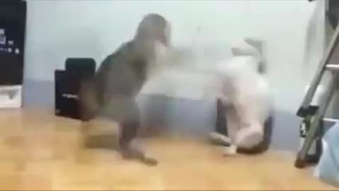 Ultimate Cat Fight (1:16)