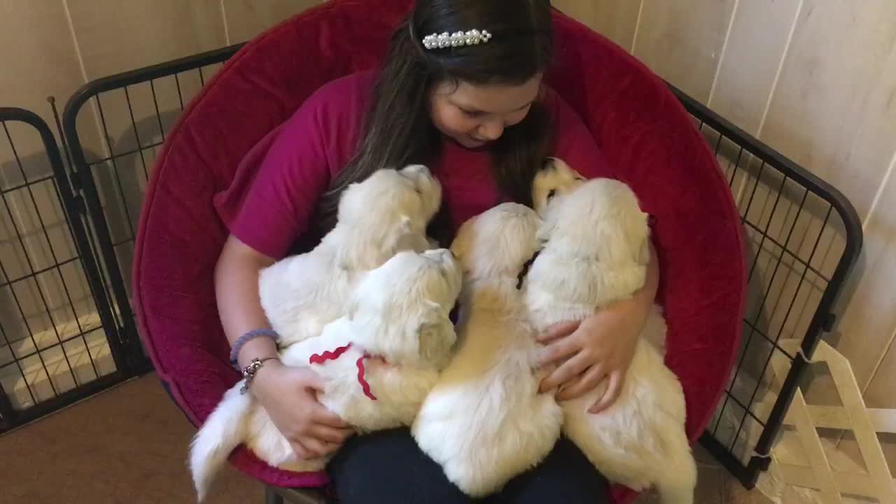 Girl shares tender moment with Golden Retriever puppies