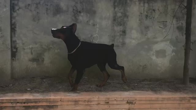 Doberman scares kitty cat into tree