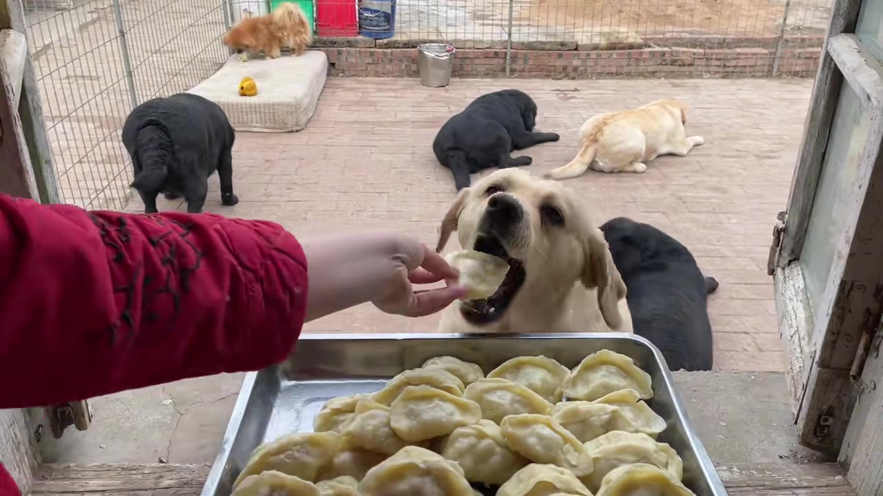 I made steamed dumplings stuffed with pork and cabbage for my dog today