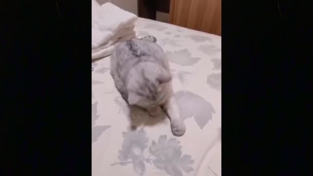 ♥Best Funny Cat Videos 2021♥